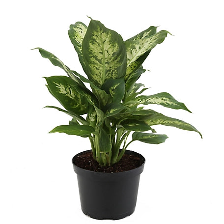 is dieffenbachia an indoor plant Dieffenbachia Plant for Home Décor