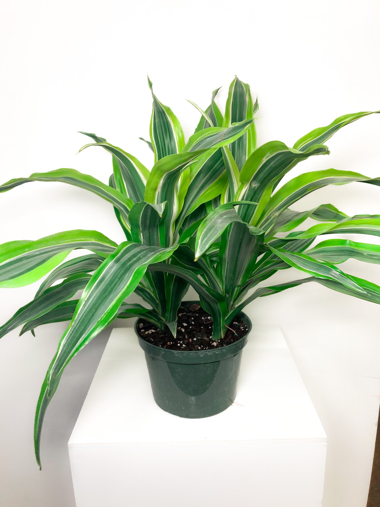 dracaena bloomscape Dracaena – Lizzie Bee's Flower Shoppe