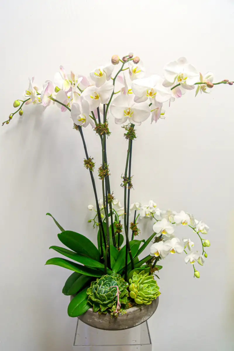 can you plant orchids with succulents Waterfall Phalaenopsis Orchids & Succulent