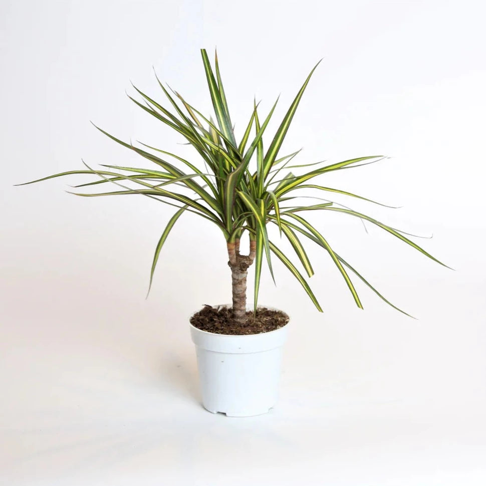 dracaena sun ray cane Dracaena