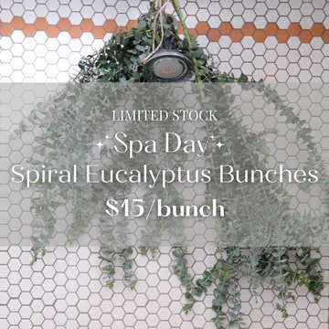 Spa Day | Spiral Eucalyptus Bunches
