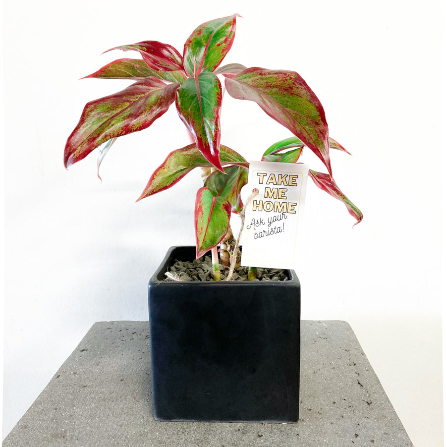 creta aglaonema Aglaonema Creta with Black Pot