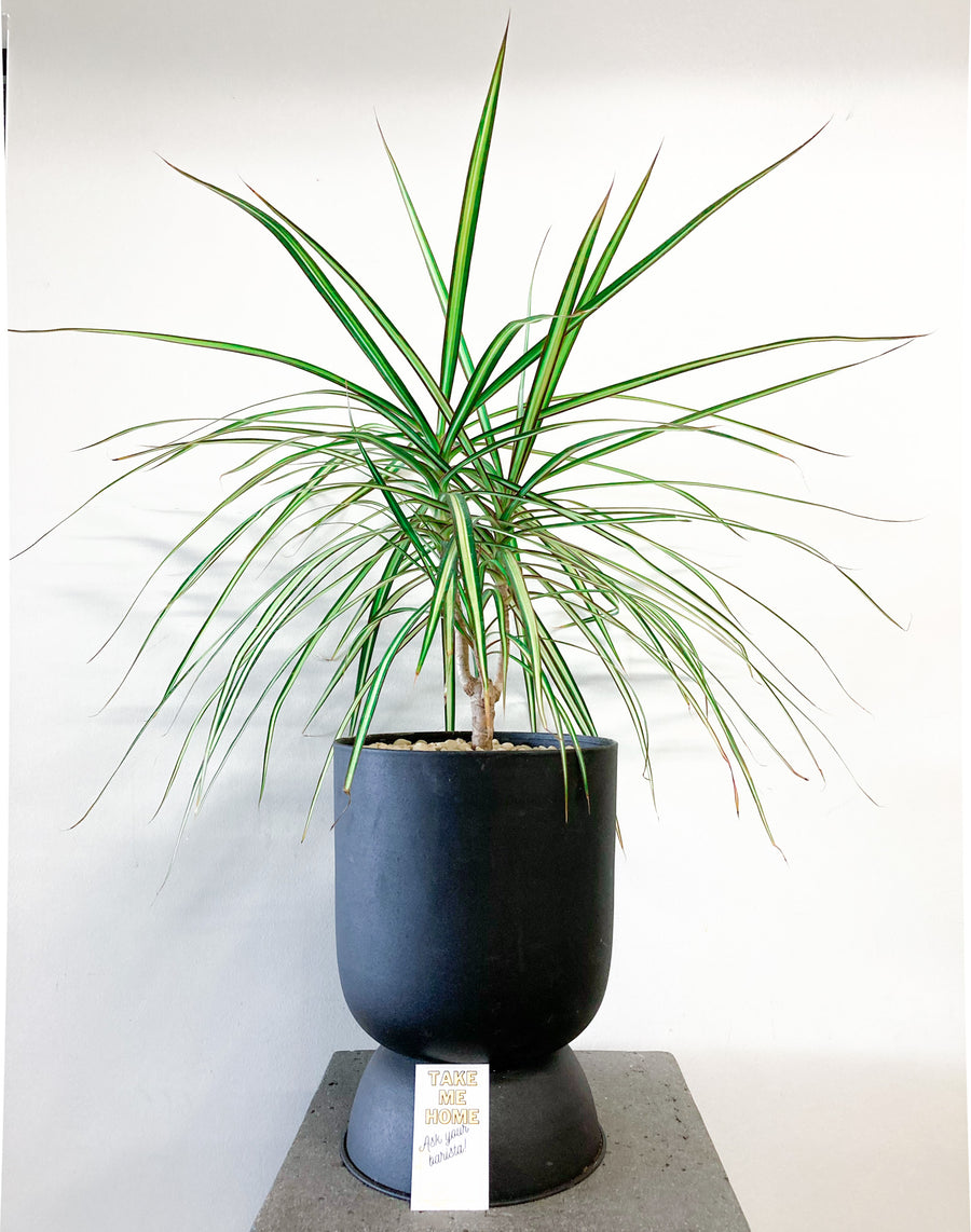 dracaena sun ray plant Sunray Dracaena Plant in Black Metal Pot