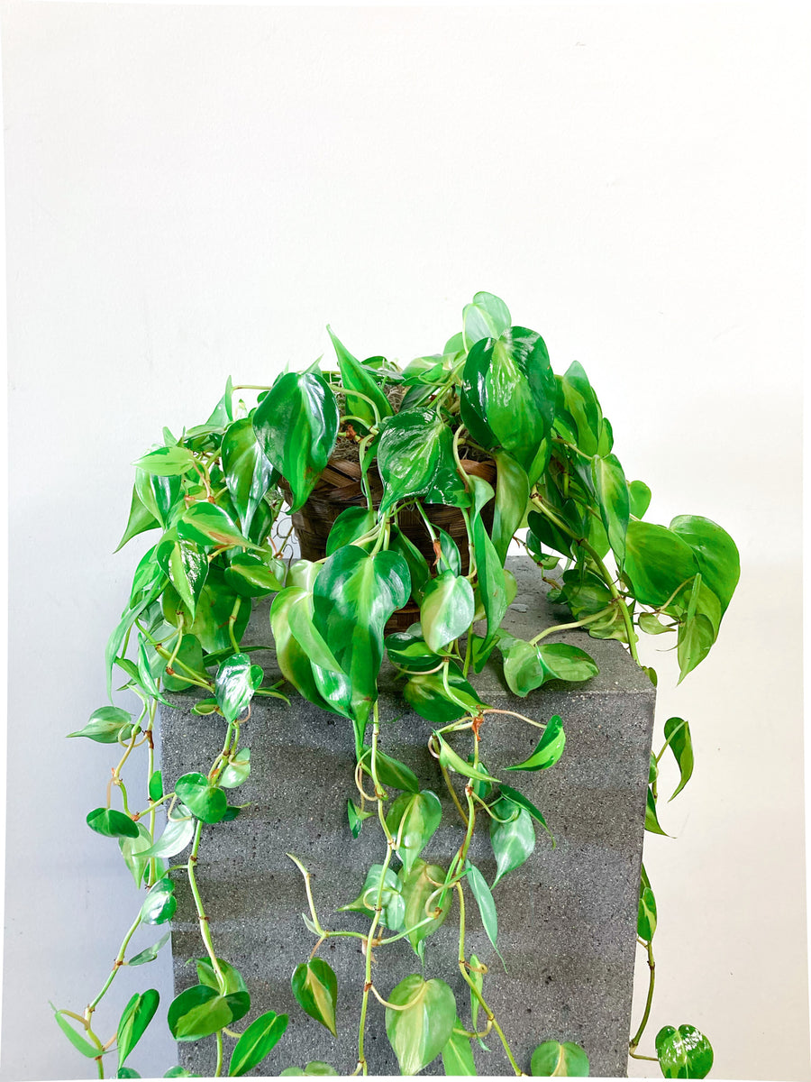 pothos plant trailing Trailing Pothos with Yellow Macrame Hanger