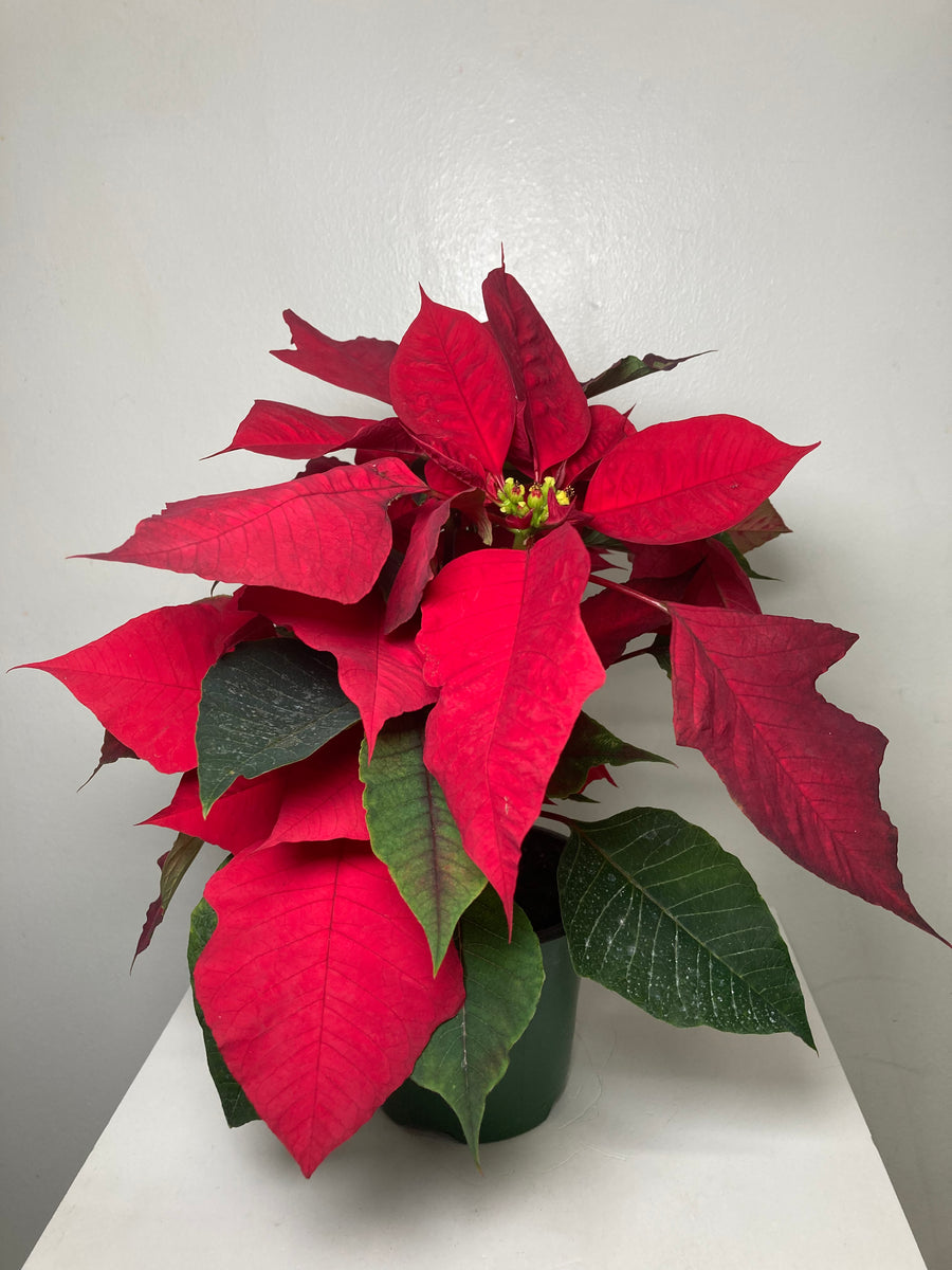 Poinsettia