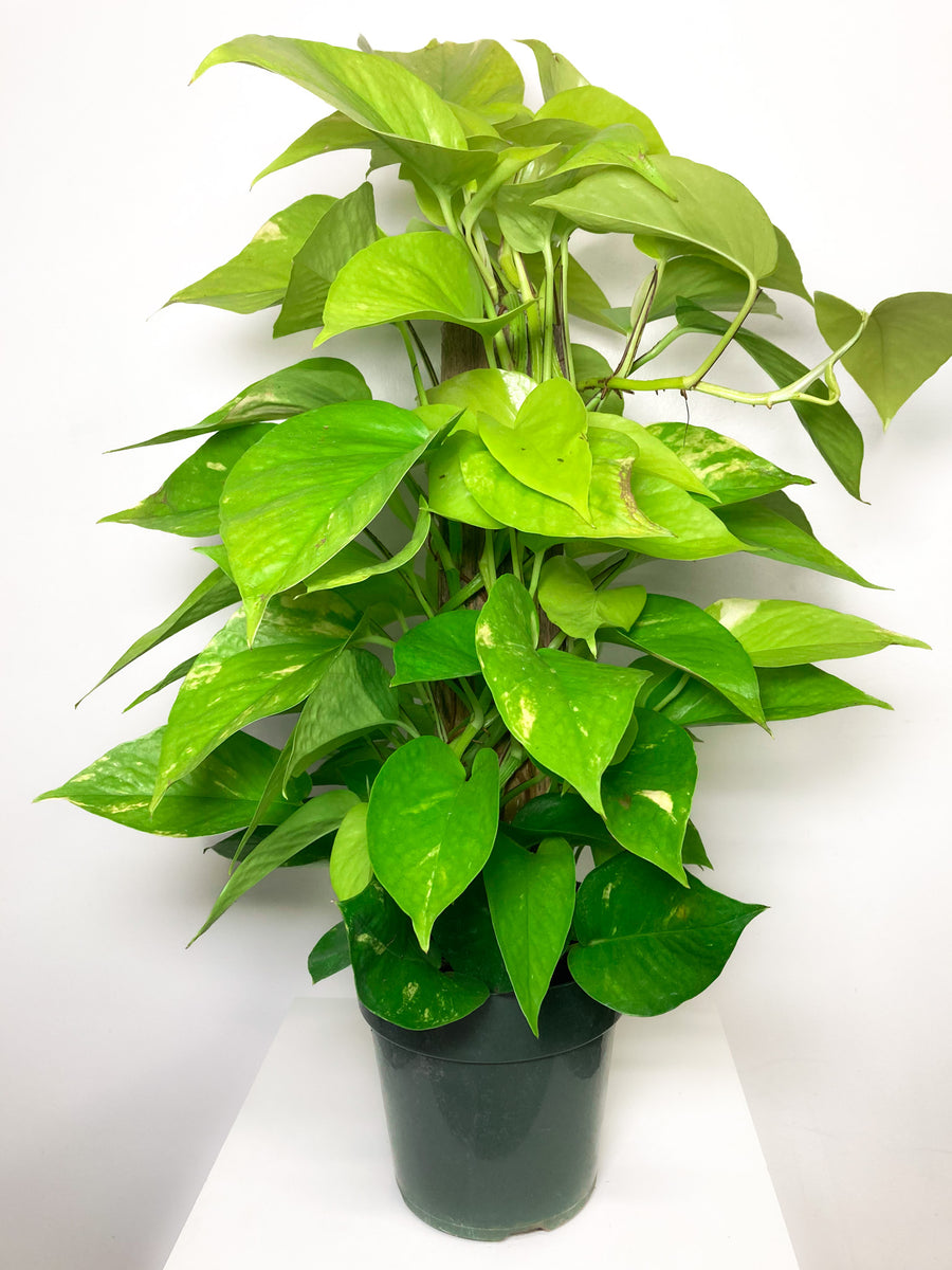 pothos orb totk Pothos Totem Lime Green Plant Inspiration