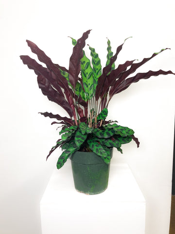 Calathea