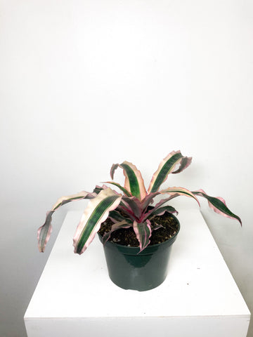 Cryptanthus Absolute Zero