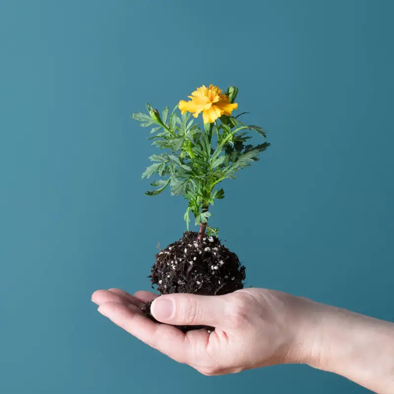 Hand holding a small plant with a yellow flower against a teal background