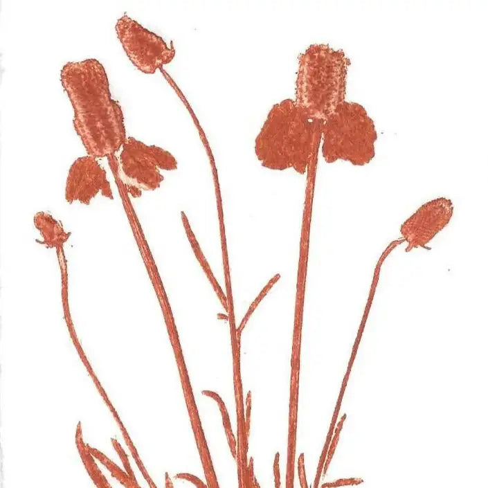 Illustration of orange flowers on a white background