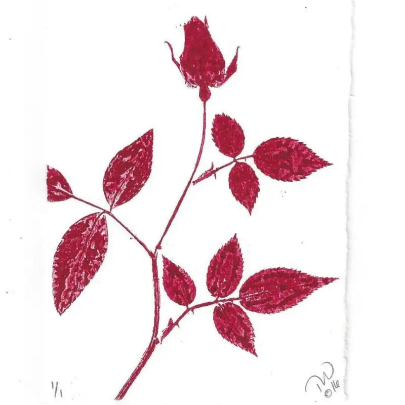 hot pink rose branch with leaves on a white background