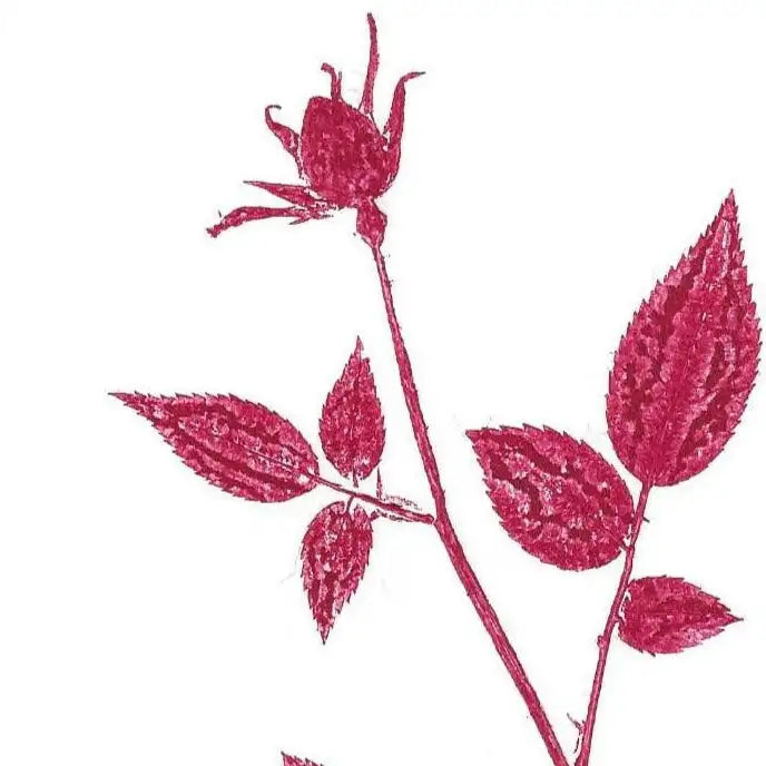 Hot pink floral design with leaves and a bud on a white background