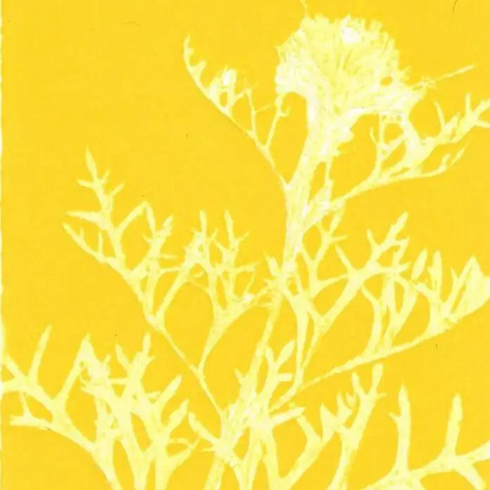 White coral-like branches on a yellow background
