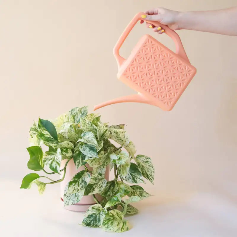 Person watering a plant with a pink textured watering can on a plain background