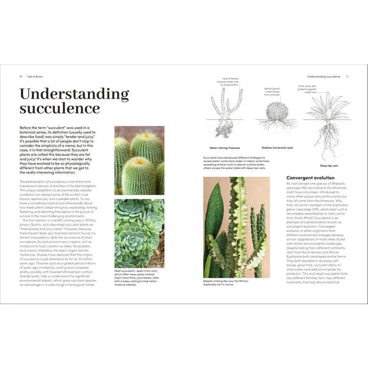 Page from a book about succulents with text and illustrations.
