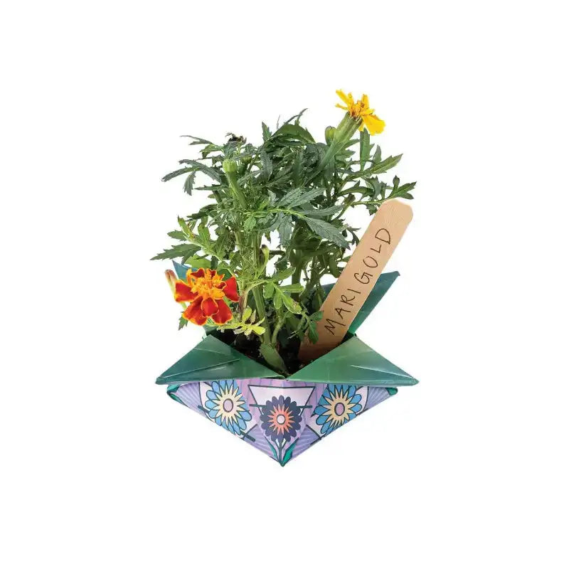 Cosmic Seed Kit Gift Dallas TX Grow Your Own Plants