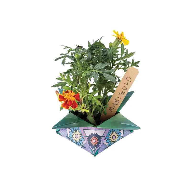 Colorful paper pot with plants and a sign on a white background