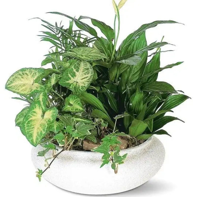 Potted plant with green and yellow leaves in a white pot on a white background