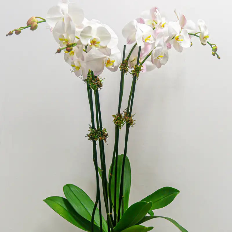 White orchids with green stems and leaves on a light gray background