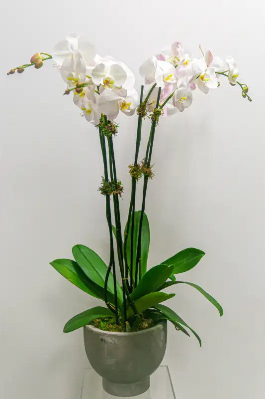 Potted orchid plant with white flowers on a plain background
