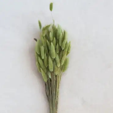 Bouquet of green dried flowers on a light gray background