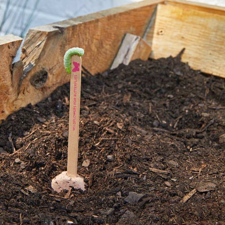 Pollinator Seed Pop