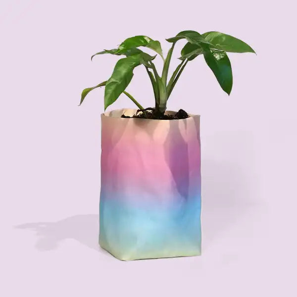 Gradient-colored planter with a plant on a light purple background