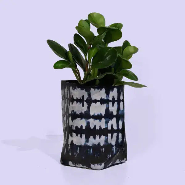 Potted plant in a black and white patterned pot on a light purple background