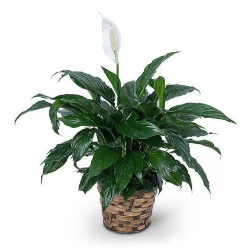 Potted plant with a white flower on a white background
