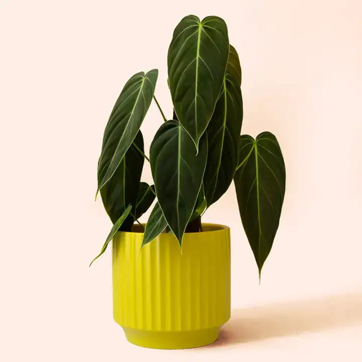 Green potted plant in a yellow pot on a light beige background