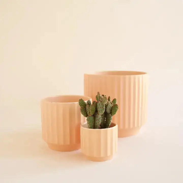 Two beige planters with a cactus on a light background