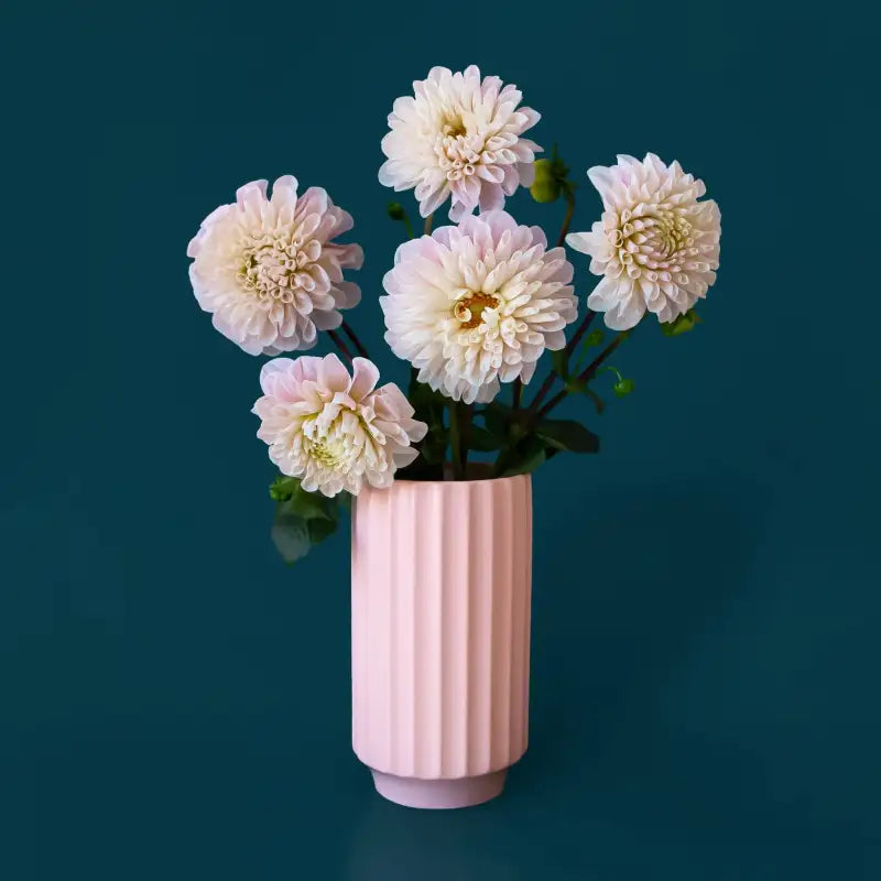 Petal Pink monroe vase with white flowers on a dark blue background
