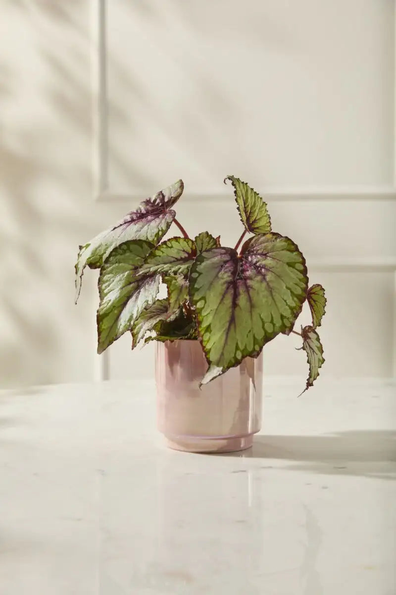 Potted plant with green leaves in a pink pot on a light surface with a neutral background