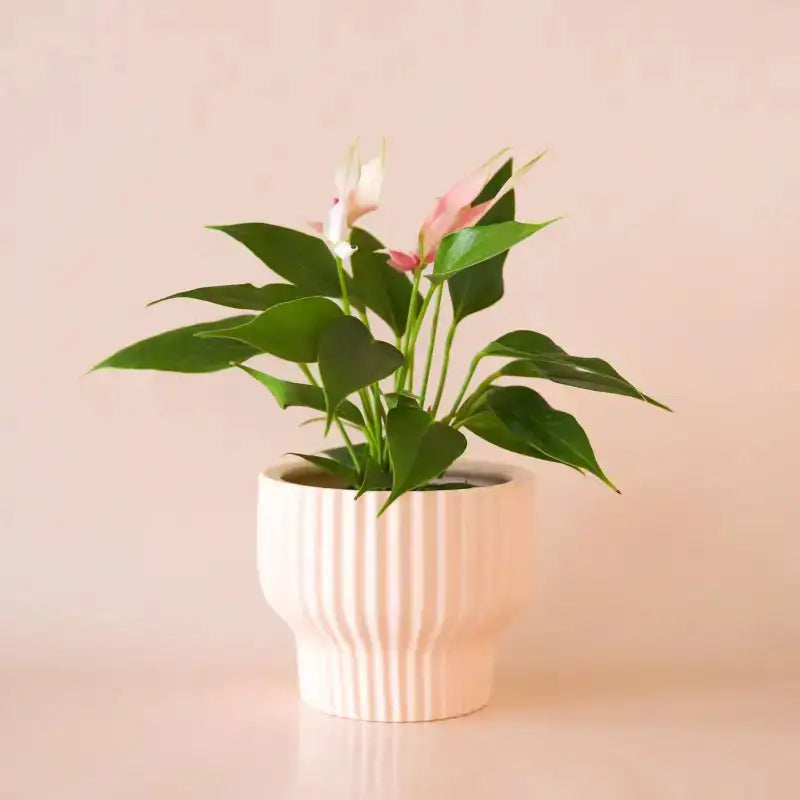 Presley Pedestal Pot Ballerina | Decorative Floral Planter