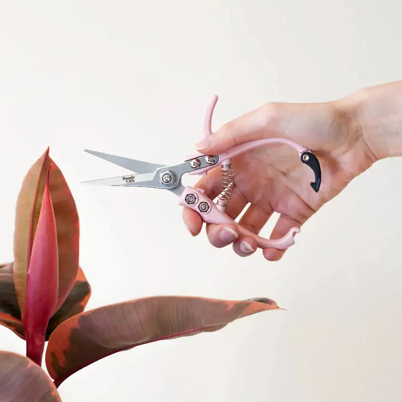Hand holding pink-handled scissors near a plant on a white background