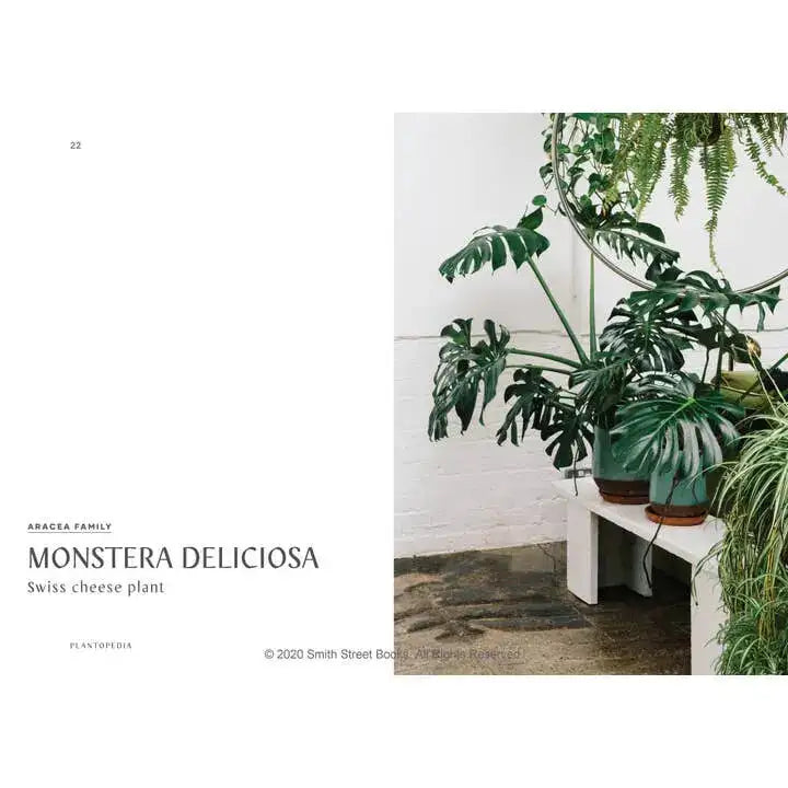 Monstera deliciosa plant in a pot on a white surface with a white wall background