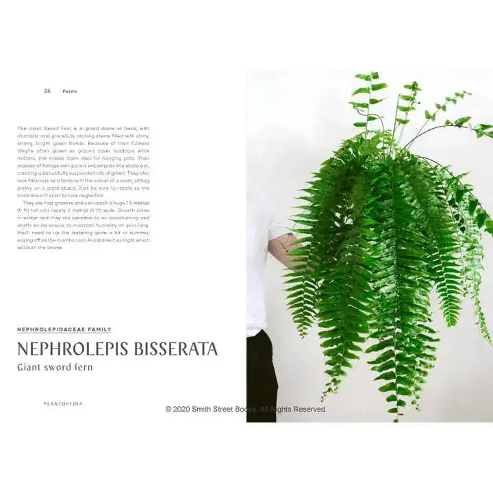Giant sword fern on a white background with text about the plant species.