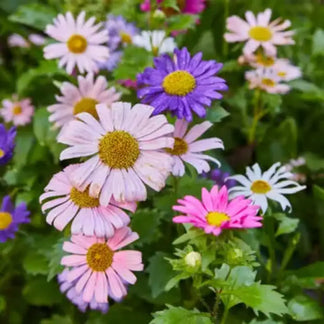 Colorful flowers including pink, purple, and white with green leaves.