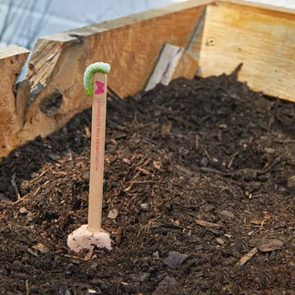 Plants with sticks in soil, likely used for marking or support