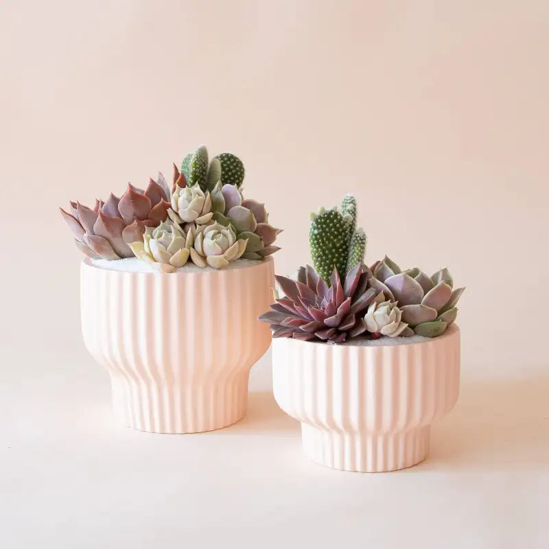 Two pink ceramic planters with succulents on a light background