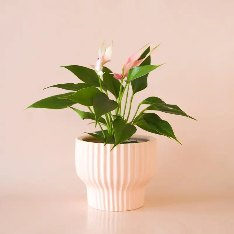 Potted plant with pink flowers in a decorative white pot on a beige background