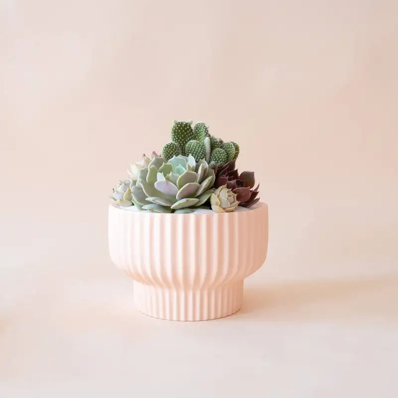 Decorative pot with succulents on a light background
