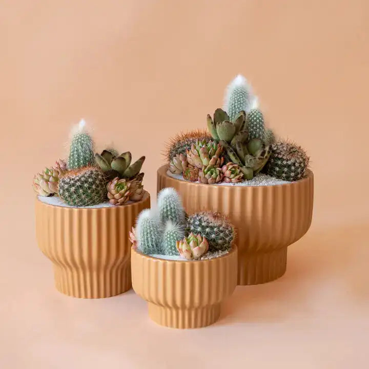 Three decorative ginger presley pedestal pots with succulents on a beige background