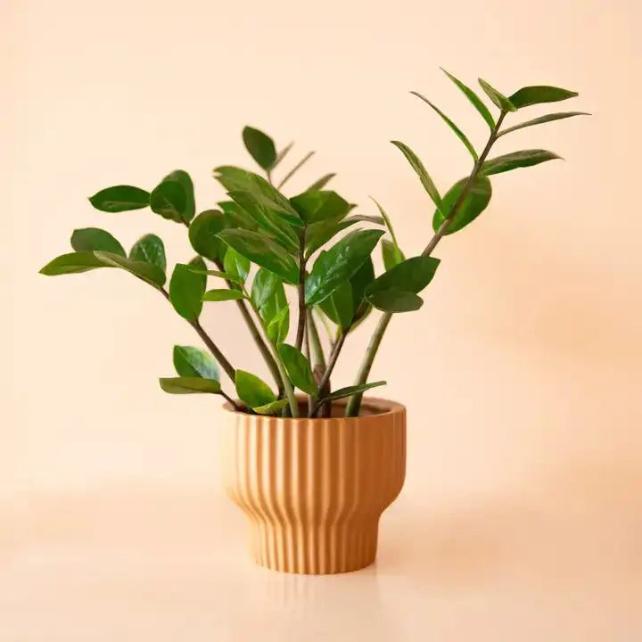 Potted plant with green leaves in a textured ginger presley pedestal pot on a beige background