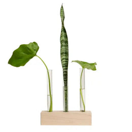 Three plants in glass vases on a wooden block against a white background