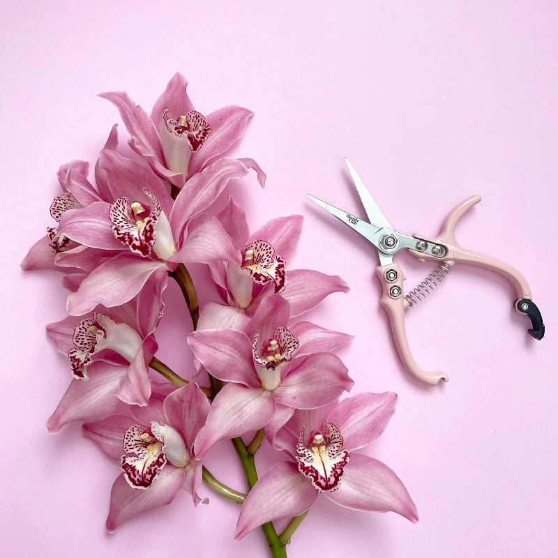 Pink orchids with a pair of scissors on a pink background