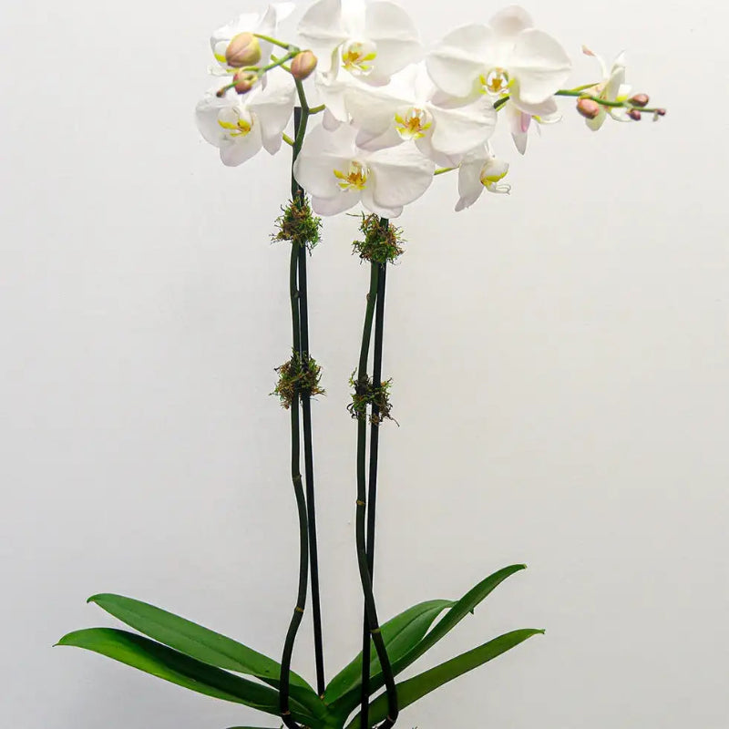 White orchid with green leaves on a light gray background