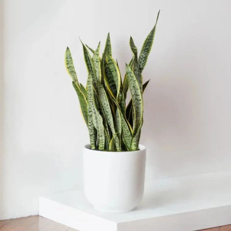 A potted snake plant with green leaves and white markings placed against a white background.