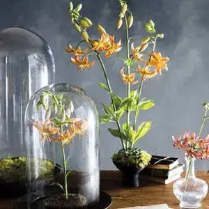 Decorative setup with glass domes and floral arrangements on a wooden surface.