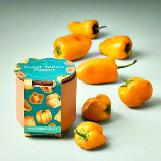 Sweet yellow pepper seed sprouting kit with peppers on a light gray background